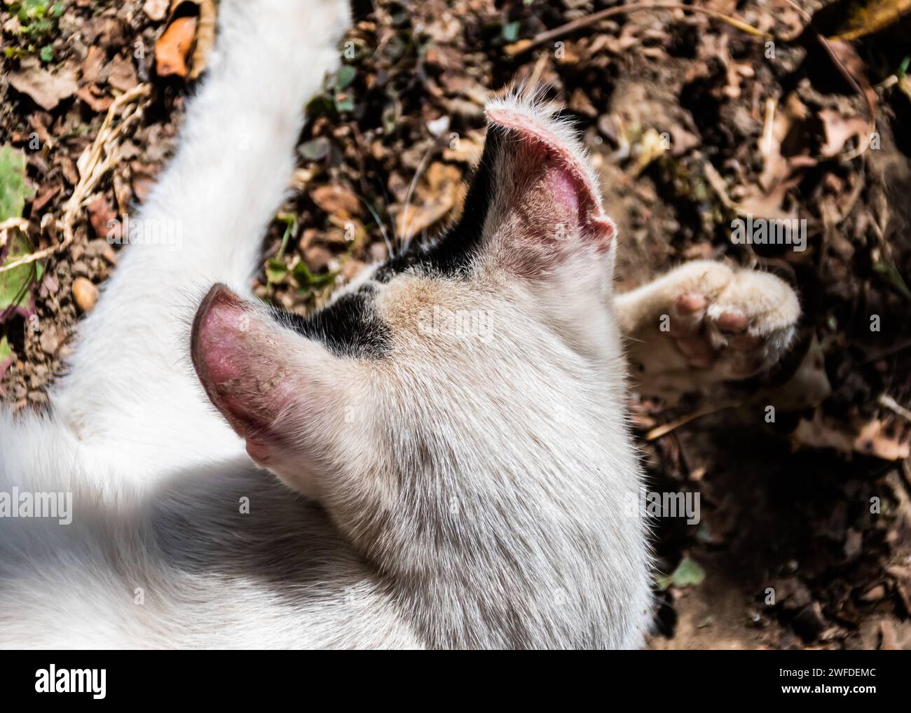 Chat albinos avec un coup de soleil sur les oreilles. Banque D'Images