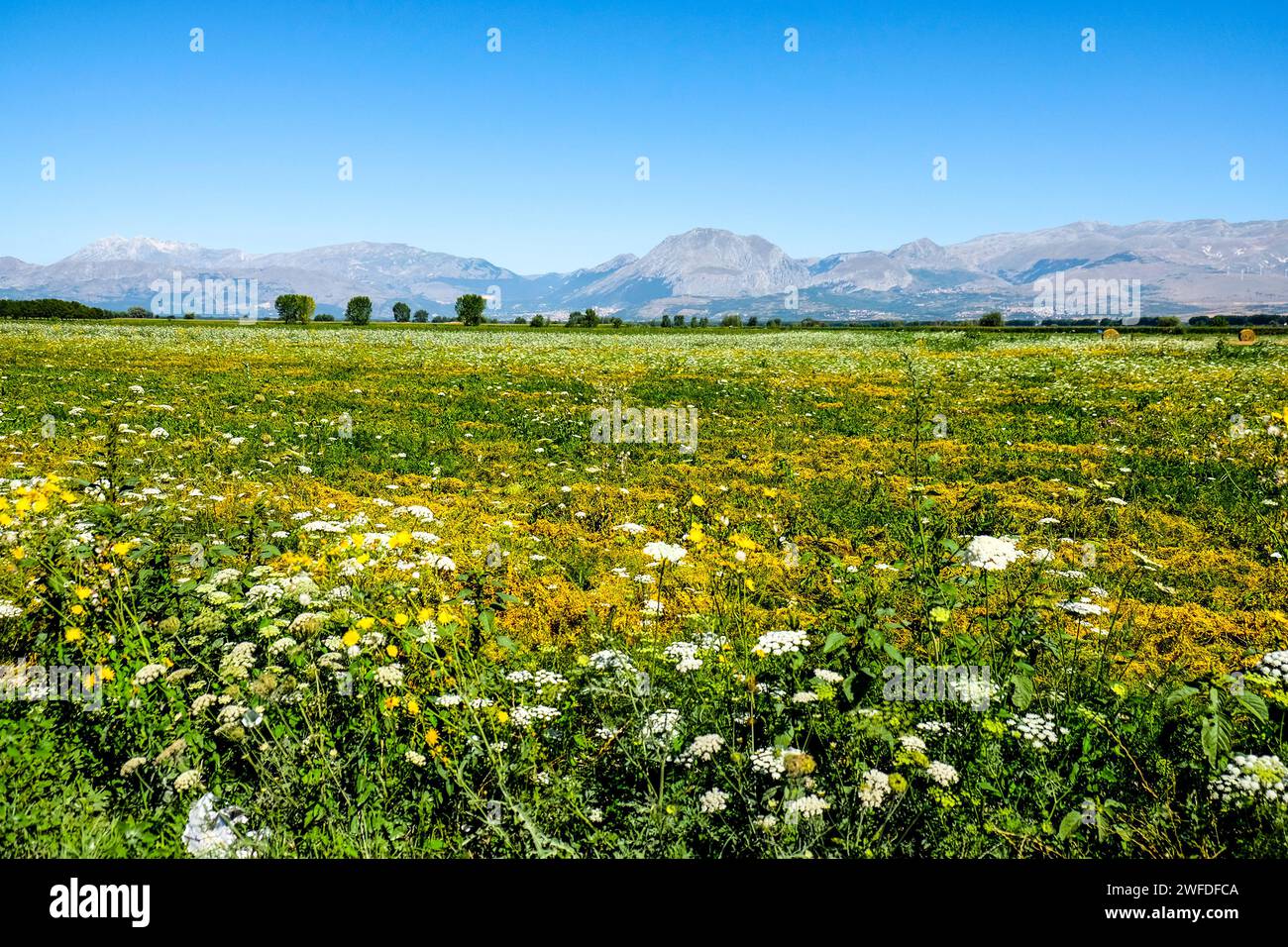 Plaine de Fucino dans les Abruzzes pleine de fleurs. Photo de haute qualité Banque D'Images