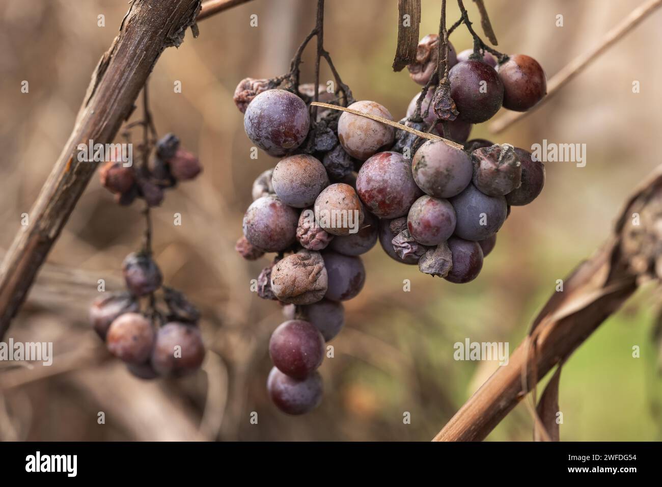 gros plan sur des grappes de raisins pourris. mise au point sélective, Banque D'Images