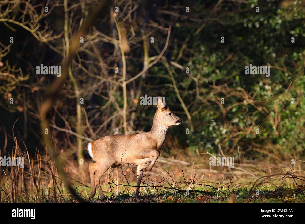 cerf isolé dans les bois Banque D'Images