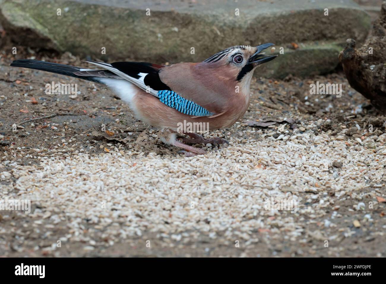 Jay Garrulus glandarius, plumage rose buff strié couronne croupe blanche et tache bleue sous la queue sur les ailes noires et blanches et queue et bec noirs Banque D'Images