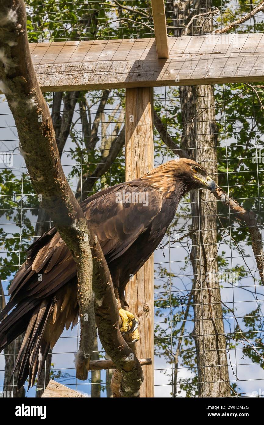 Aquila chrysaetos - Aigle doré dans une cage en treillis métallique en captivité dans un refuge pour animaux en été. Banque D'Images