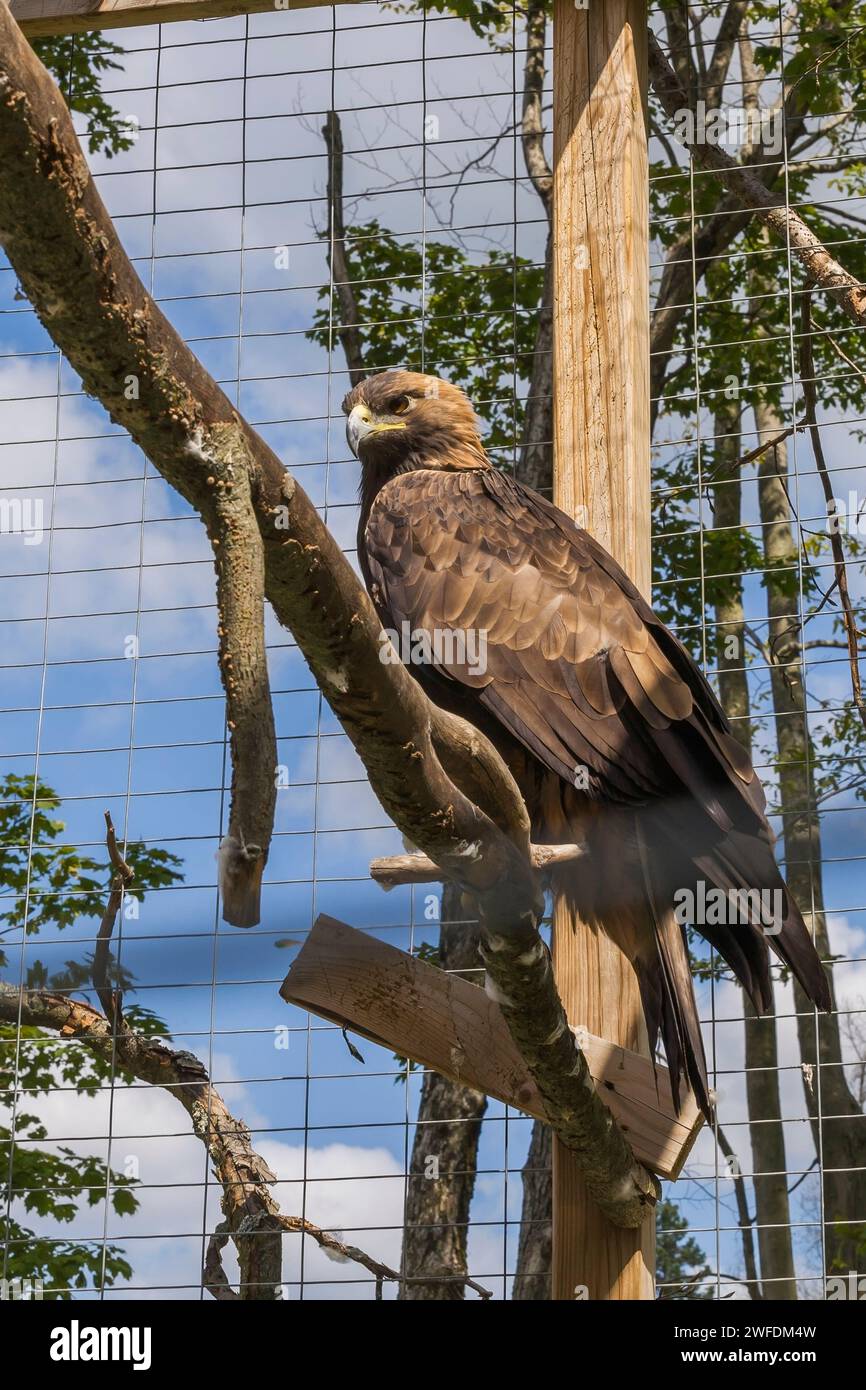 Aquila chrysaetos - Aigle doré dans une cage en treillis métallique en captivité dans un refuge pour animaux en été. Banque D'Images