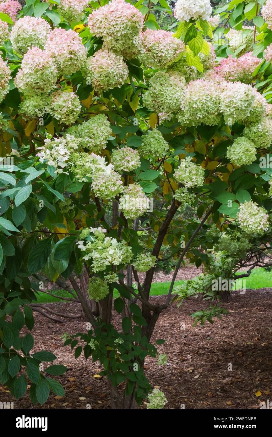 Arbuste Hydrangea avec teintures roses et têtes de fleurs vert citron en automne. Banque D'Images