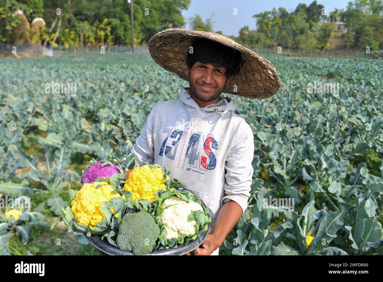 30 janvier 2024 Sylhet, Bangladesh : le jeune agriculteur MITHUN DEY travaille dans ses champs colorés de chou-fleur. Il a cultivé un total de chou-fleur 6 couleurs avec Valentina et Corotina hybrides 2 variétés qui ont des propriétés anti-diabétiques et anti-cancéreuses, également différentes en goût. Le 30 janvier 2024 Sylhet, Bangladesh (crédit image : © MD Rafayat Haque Khan/eyepix via ZUMA Press Wire) USAGE ÉDITORIAL SEULEMENT! Non destiné à UN USAGE commercial ! Banque D'Images