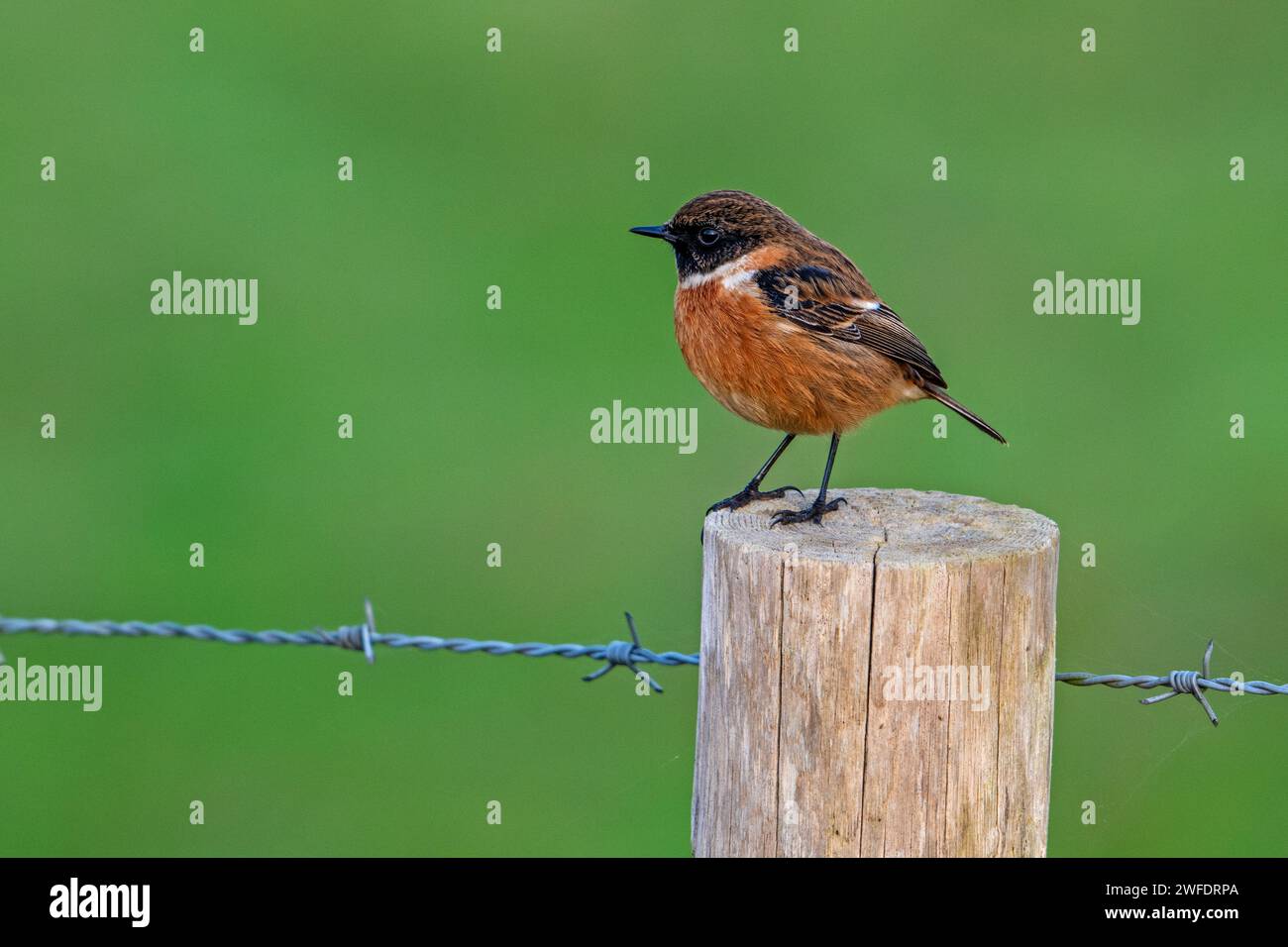 Pierre d'Europe (Saxicola rubicola) mâle perché sur poteau de clôture le long du pré / pâturage Banque D'Images