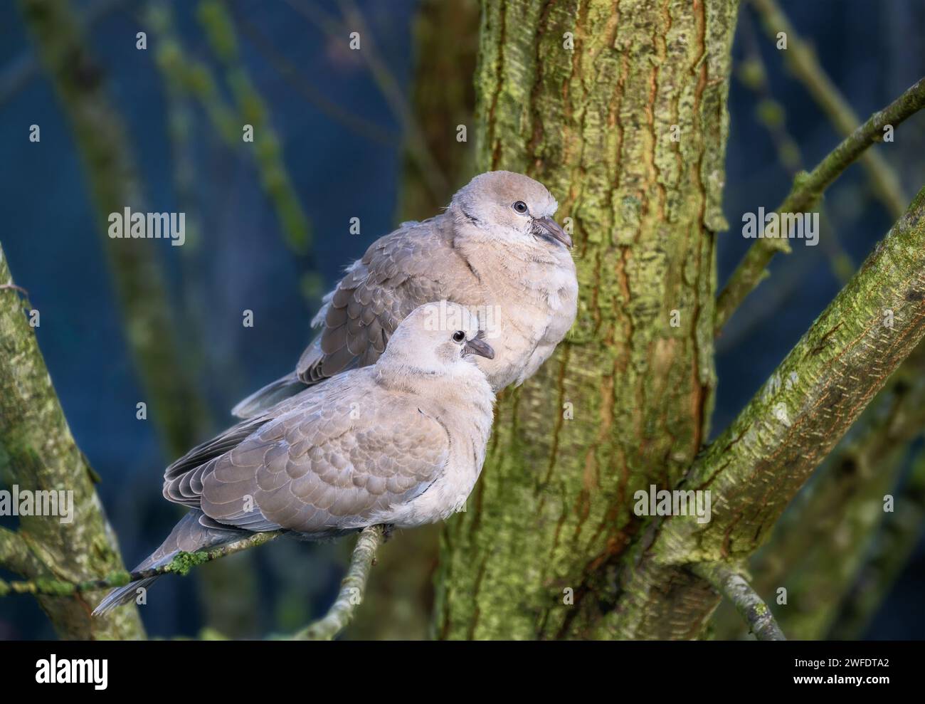 Gros plan d'un couple de colombes assis sur un arbre Banque D'Images