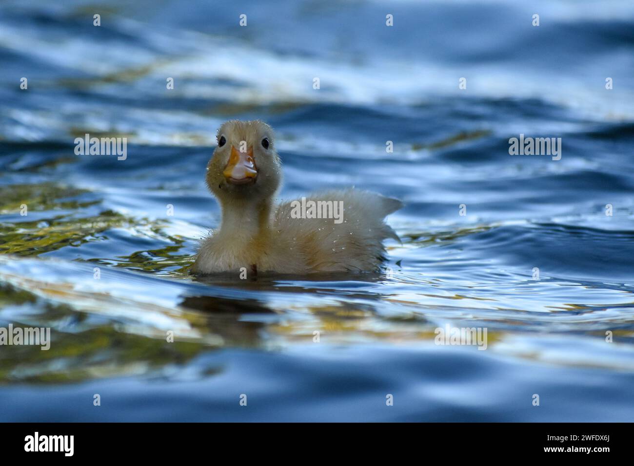 canard de canard domestique (Anas platyrhynchos domesticus) vivant à l'état sauvage dans un parc à Buenos Aires, Argentine Banque D'Images