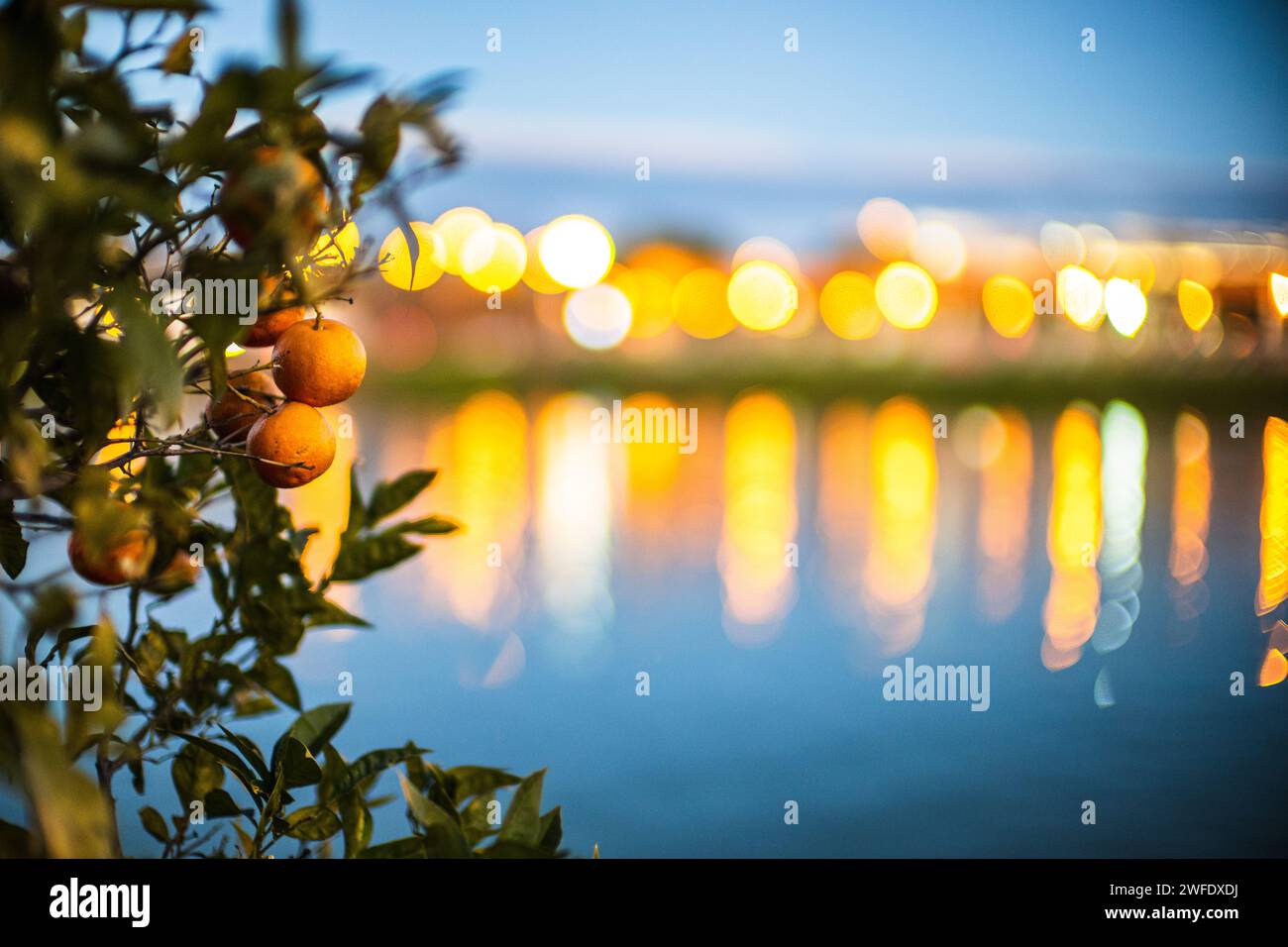 Oranges amères au bord du fleuve Guadalquivir, Séville, Espagne. Photo prise avec un objectif Leica Noctilux 50mm f/0,95. grande ouverture. Banque D'Images