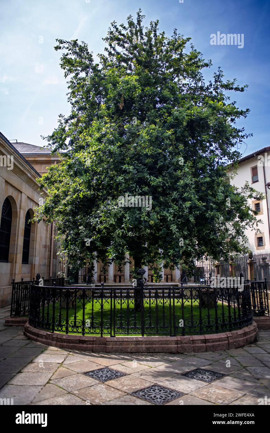 Le chêne est le symbole de la liberté basque, l'arbre de Gernika à l'extérieur de l'Assemblée Casa de las Juntas, Gernika Guernica, Bizkaia, cou basque Banque D'Images