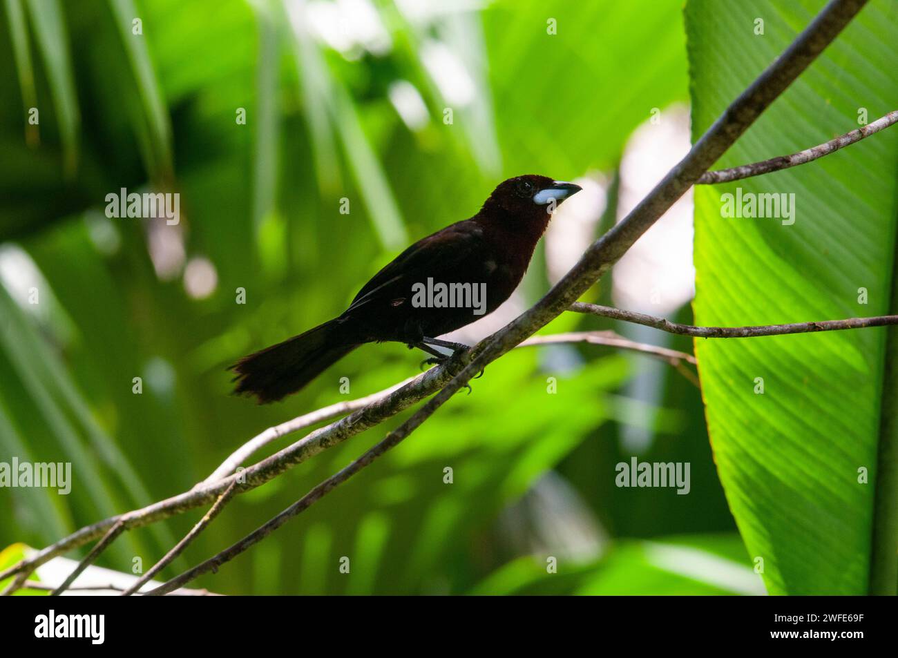 Le cacique solitaire ou cacique noir solitaire (Cacicus solitarius) est une espèce d'oiseau de la famille des Icteridae. On le trouve en Argentine, Bolivie, Banque D'Images