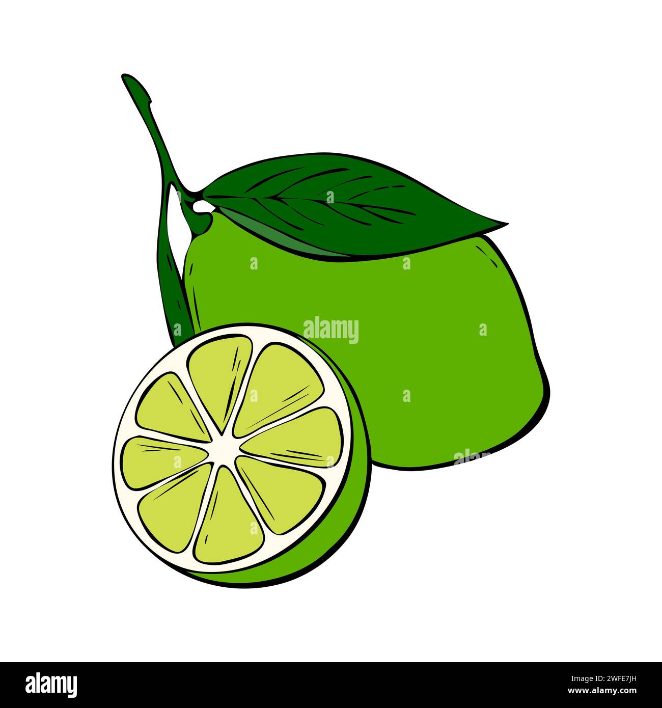 Illustration colorée de citron vert entier et un segment divisé en deux montrant la texture interne des agrumes. Illustration de Vecteur