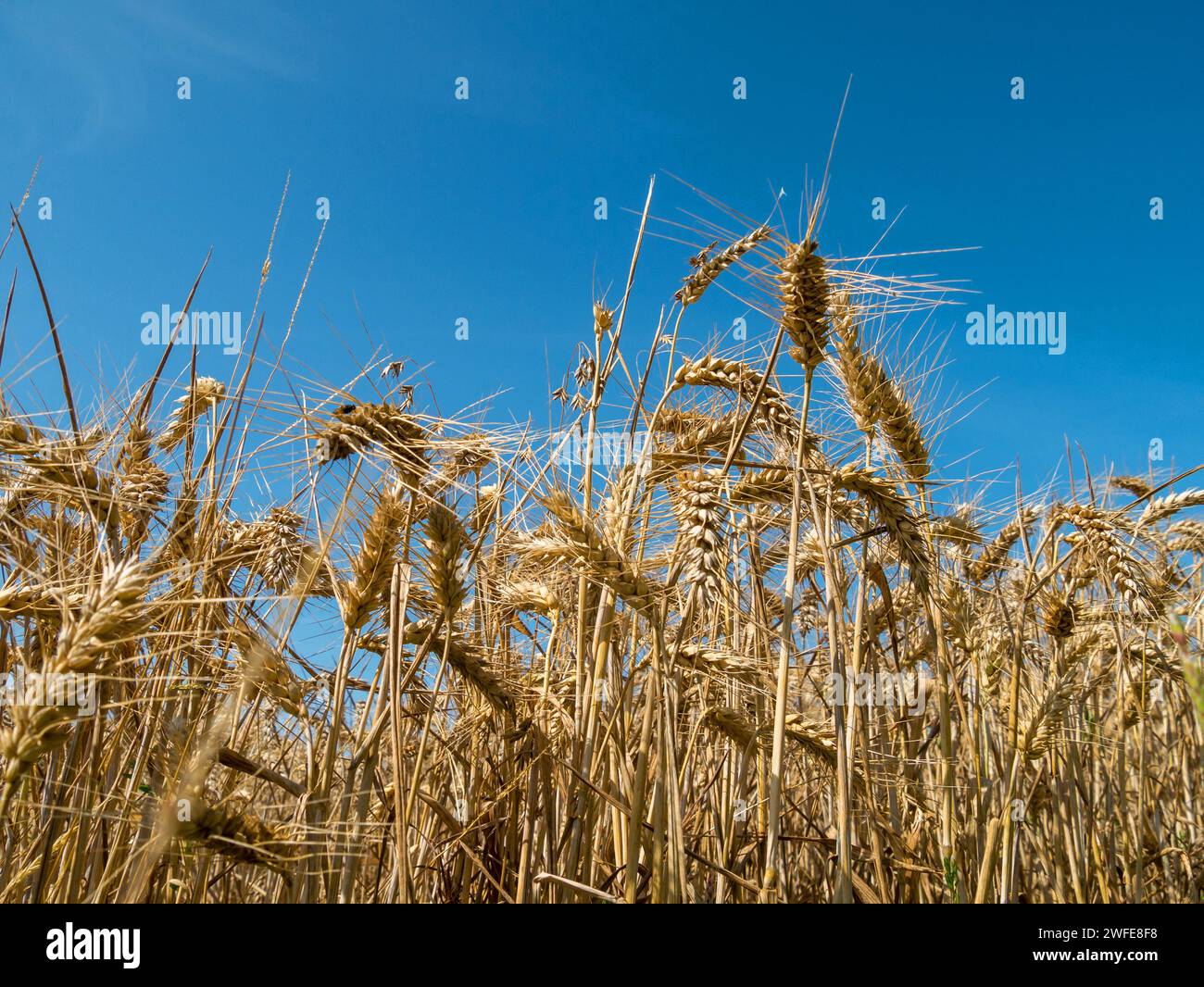 Gros plan d'épis mûrs de céréales d'orge prêtes pour la récolte contre le ciel bleu dans le champ de maïs de la ferme en août, Leicestershire, Angleterre, Royaume-Uni Banque D'Images