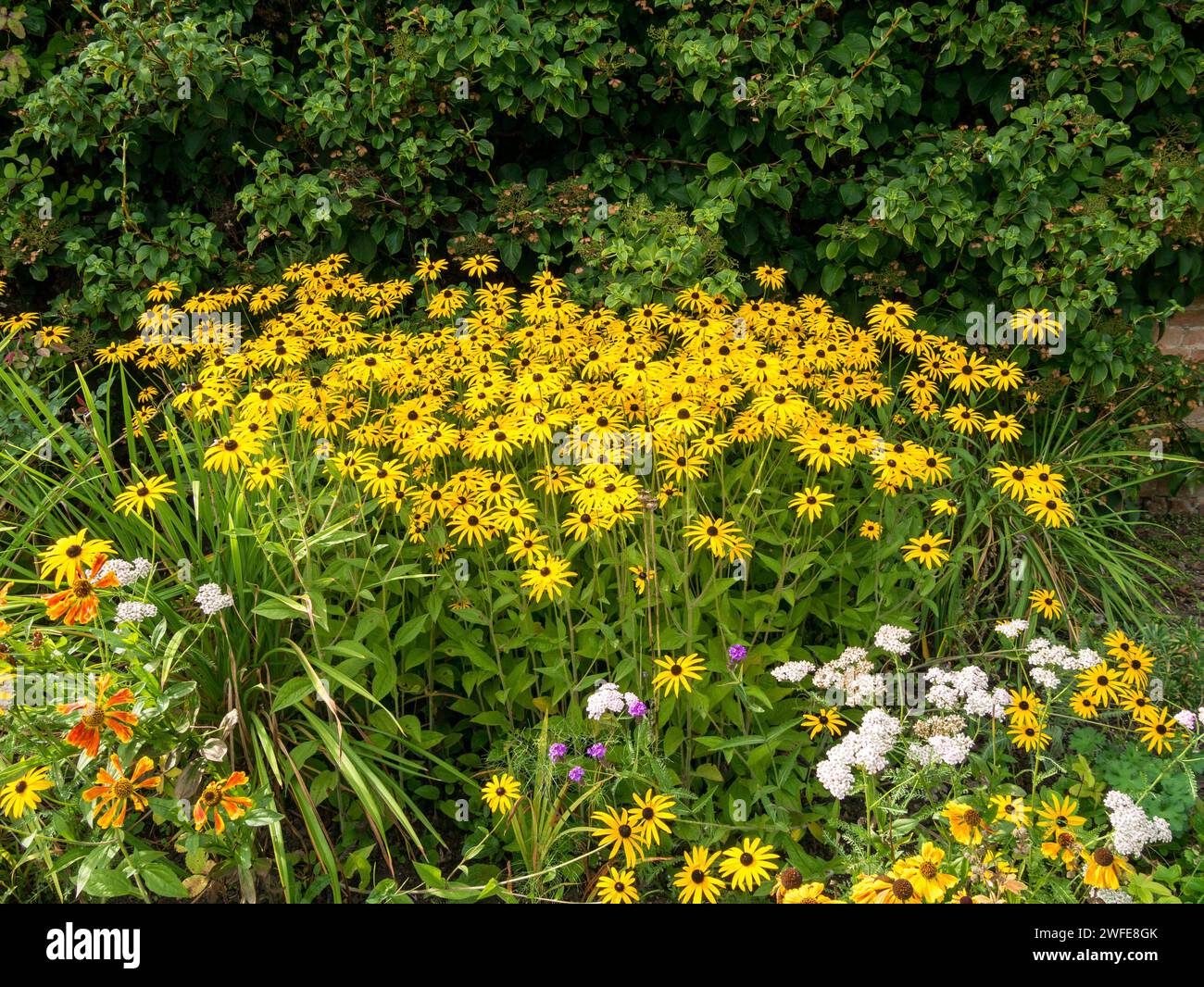 Rudbeckia fulgida var. jaune Fleurs de Deamii (Susan aux yeux noirs, coneflower de Deam), Derbyshire, Angleterre, Royaume-Uni Banque D'Images