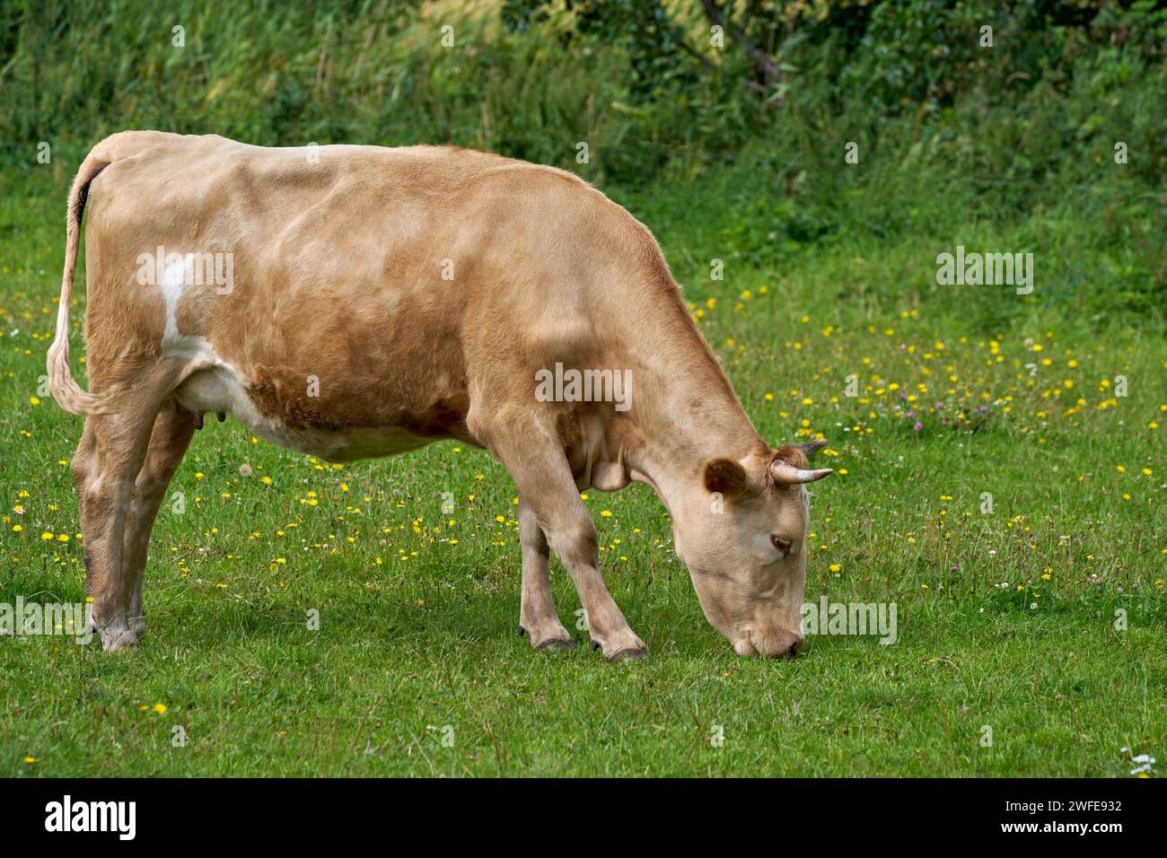 Jeune vache à cornes brun clair paissant dans un pré avec des fleurs Banque D'Images