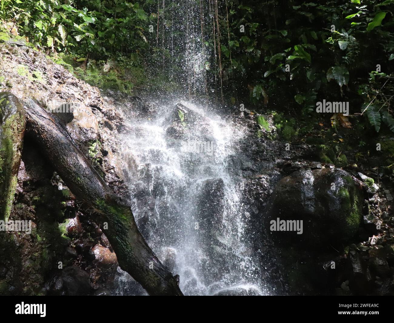 Cascade dans la forêt tropicale nuageuse panaméenne. Banque D'Images