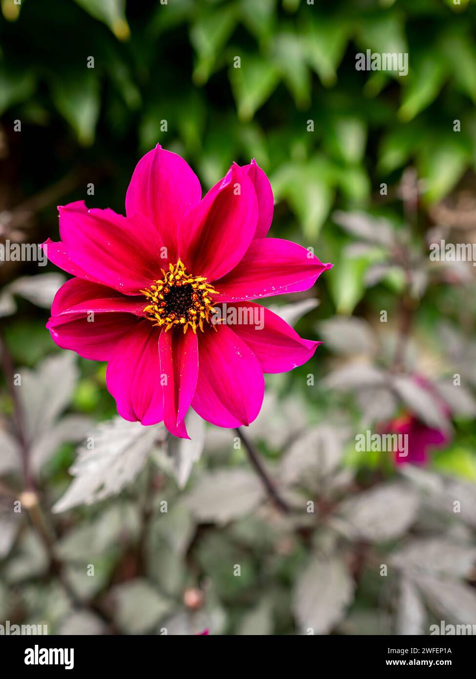 dahlia 'Bishop of Canterbury' fleur avec fond flou Banque D'Images