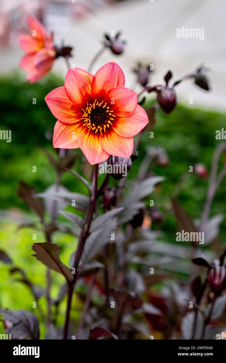 dahlia 'Mystic Haze' fleur dans un jardin avec fond flou Banque D'Images