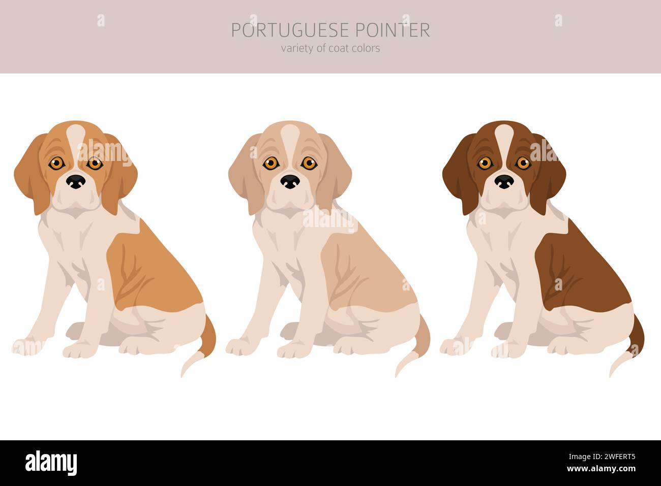 Chiot pointeur portugais clipart. Différentes poses, couleurs de manteau définies. Illustration vectorielle Illustration de Vecteur