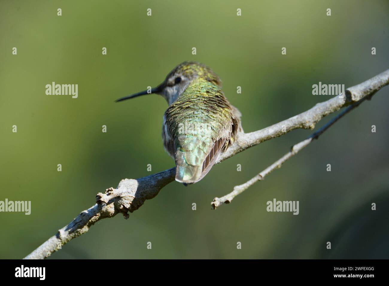 La lumière du soleil améliore l'éclat de l'oiseau Banque D'Images
