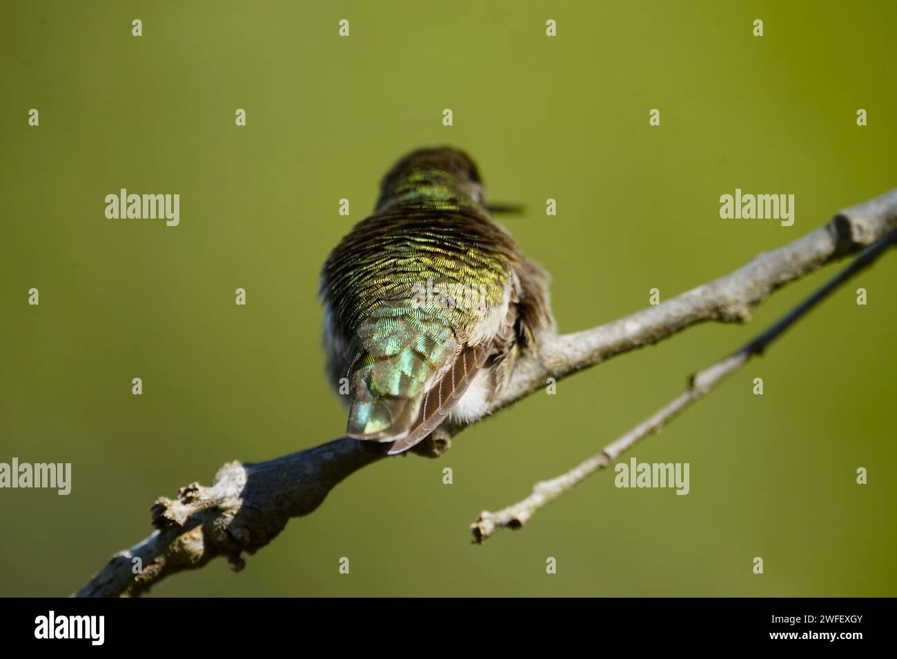 La lumière du soleil illuminant le plumage d'oiseau Banque D'Images