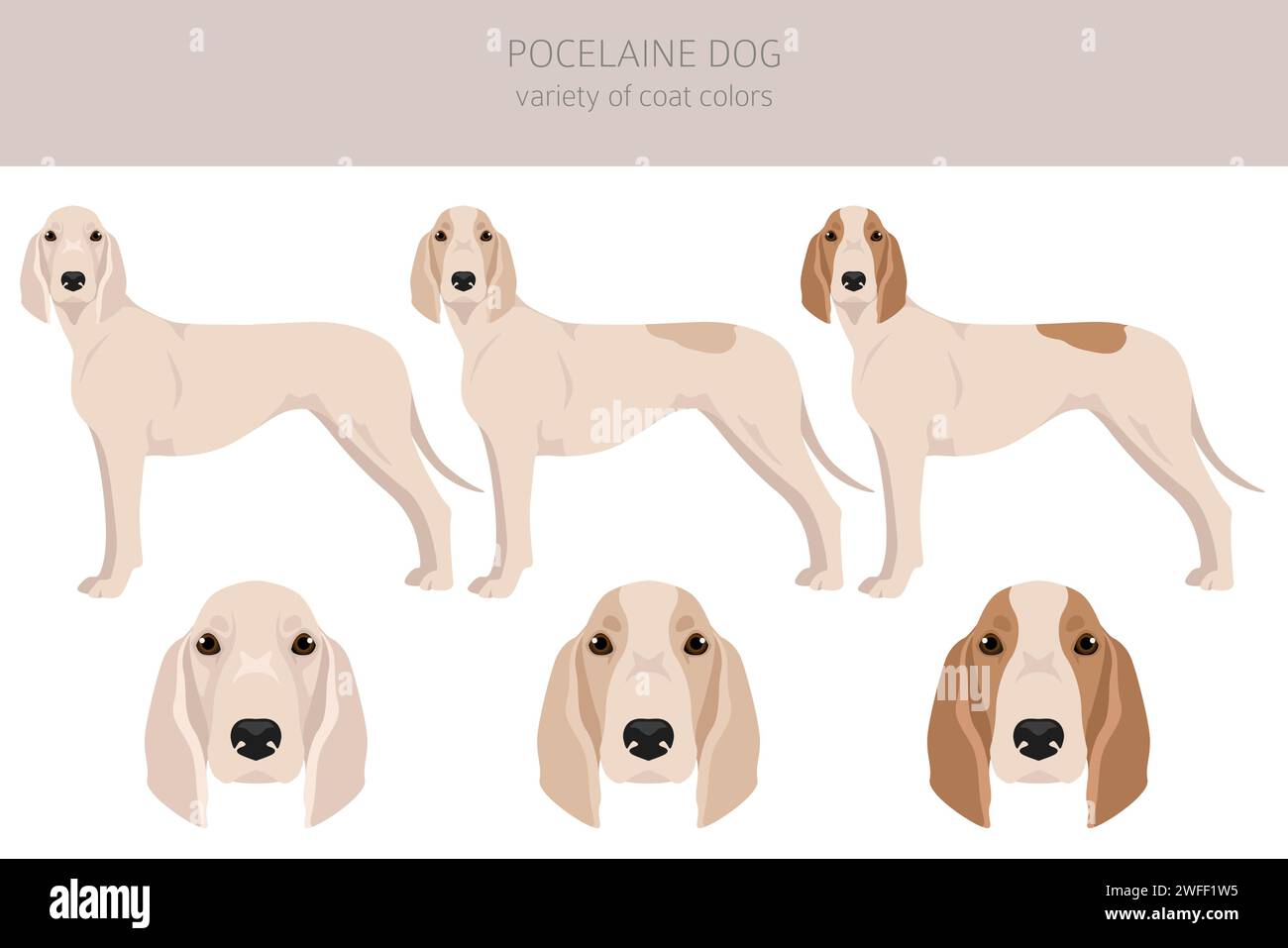 Falaise de chien de porc-celaine.Différentes poses, ensemble de couleurs de pelage.Illustration vectorielle Illustration de Vecteur