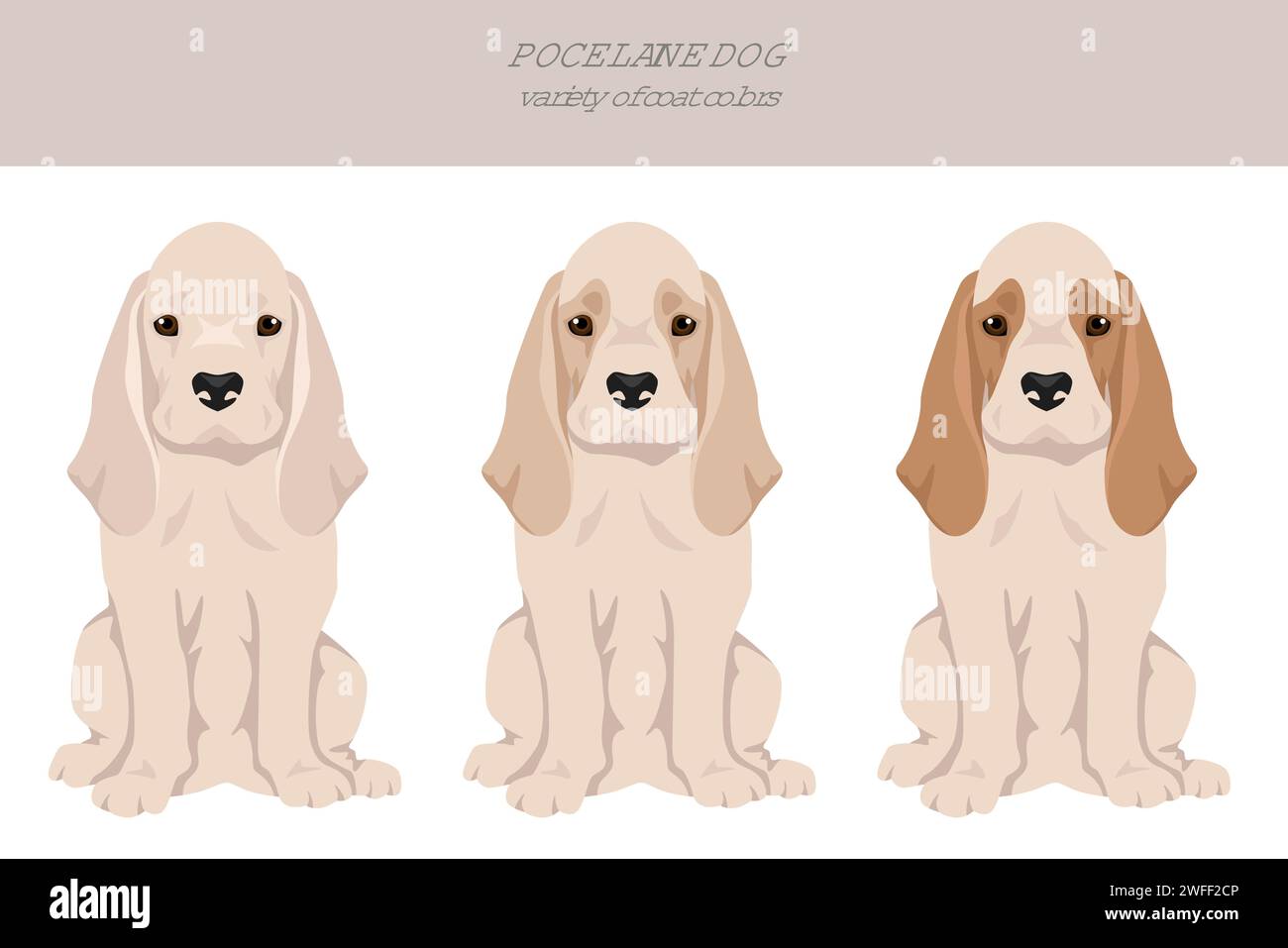 Falaise de chien de porc-celaine.Différentes poses, ensemble de couleurs de pelage.Illustration vectorielle Illustration de Vecteur