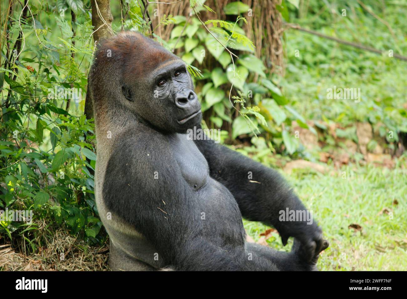 Gorille (Troglodytes gorilla) assis sur le sol. Le gorille est un singe herbivore qui habite les forêts du centre de l'Afrique subsaharienne Banque D'Images