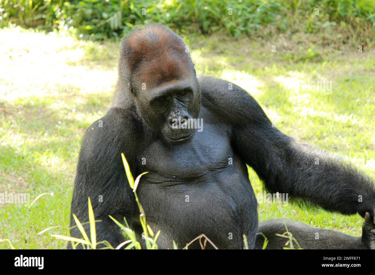 Gorille (Troglodytes gorilla), les singes herbivores qui habitent les forêts du centre de l'Afrique subsaharienne, assis sur terre dans un zoo Banque D'Images