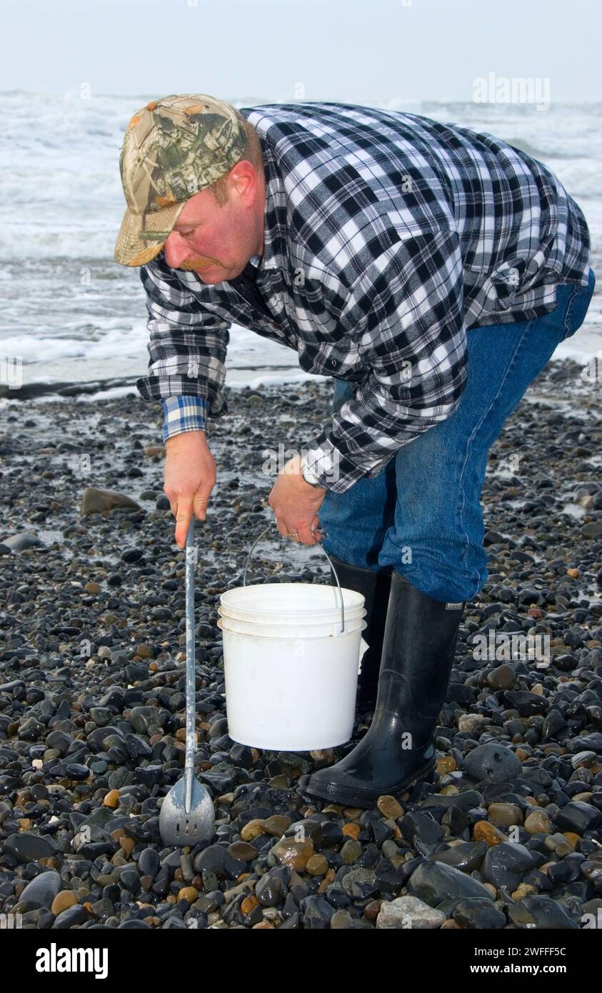 Collecteur d'Agate sur plage, parc d'état de Lost Creek, Oregon Banque D'Images