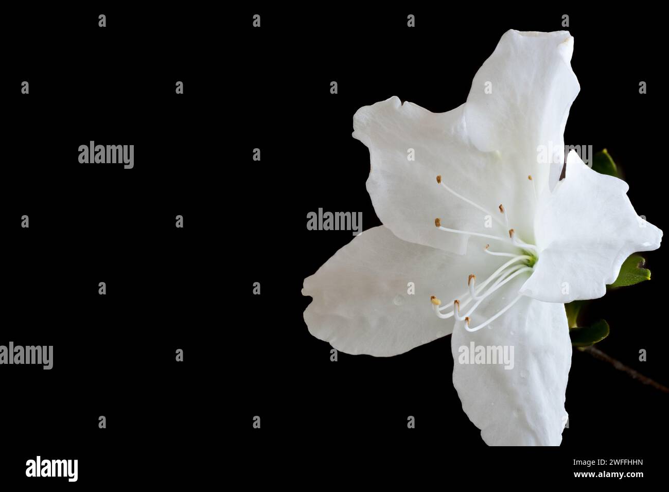 Jolie fleur d'azalée blanche sur fond noir Banque D'Images