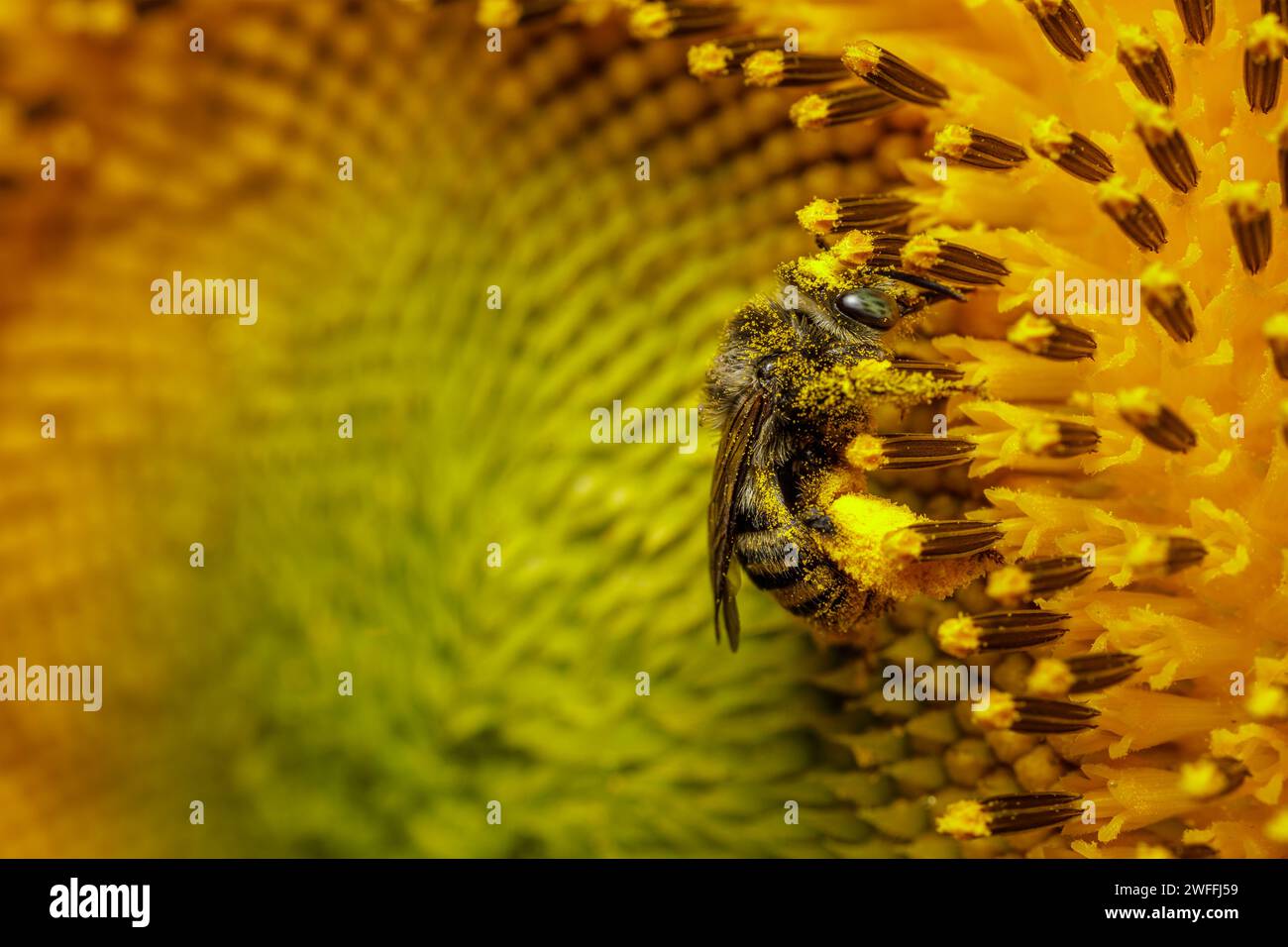 Détail d'une abeille sur un tournesol. Banque D'Images