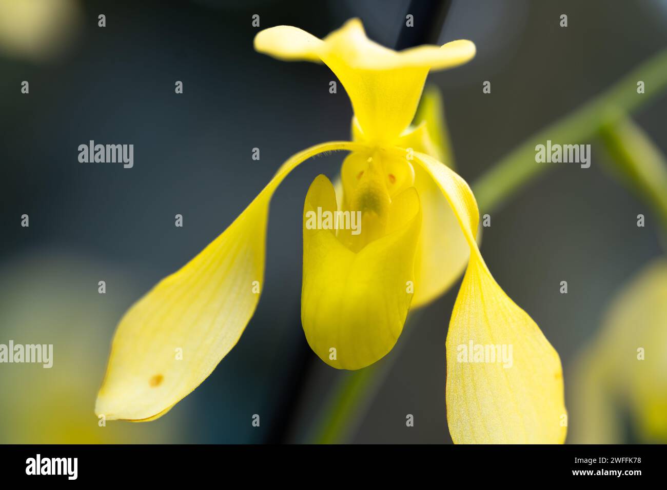 Fleur d'orchidée jaune Paphiopedilum lowii Banque D'Images