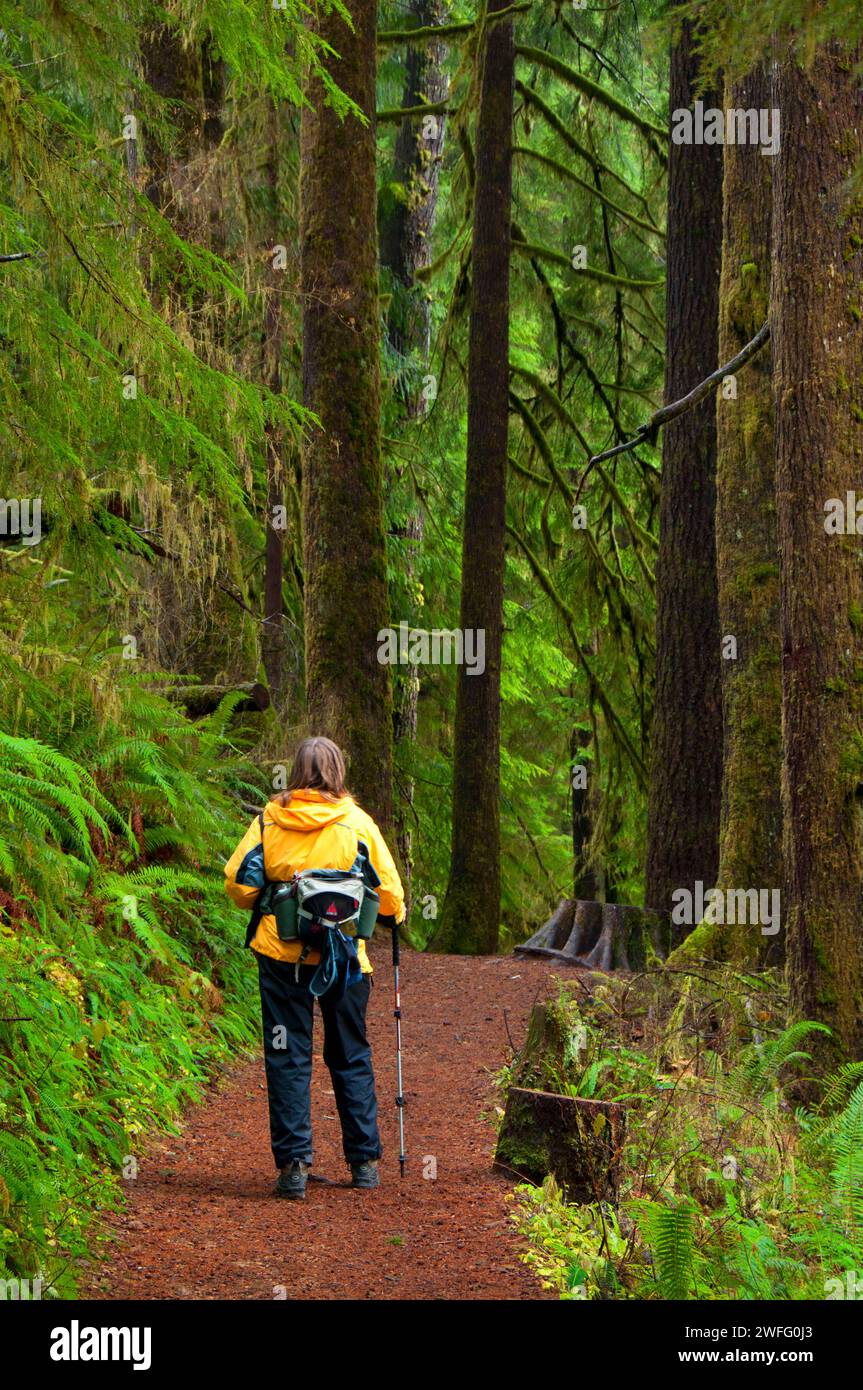 Drift Creek Falls Trail, forêt nationale de Siuslaw, Oregon Banque D'Images