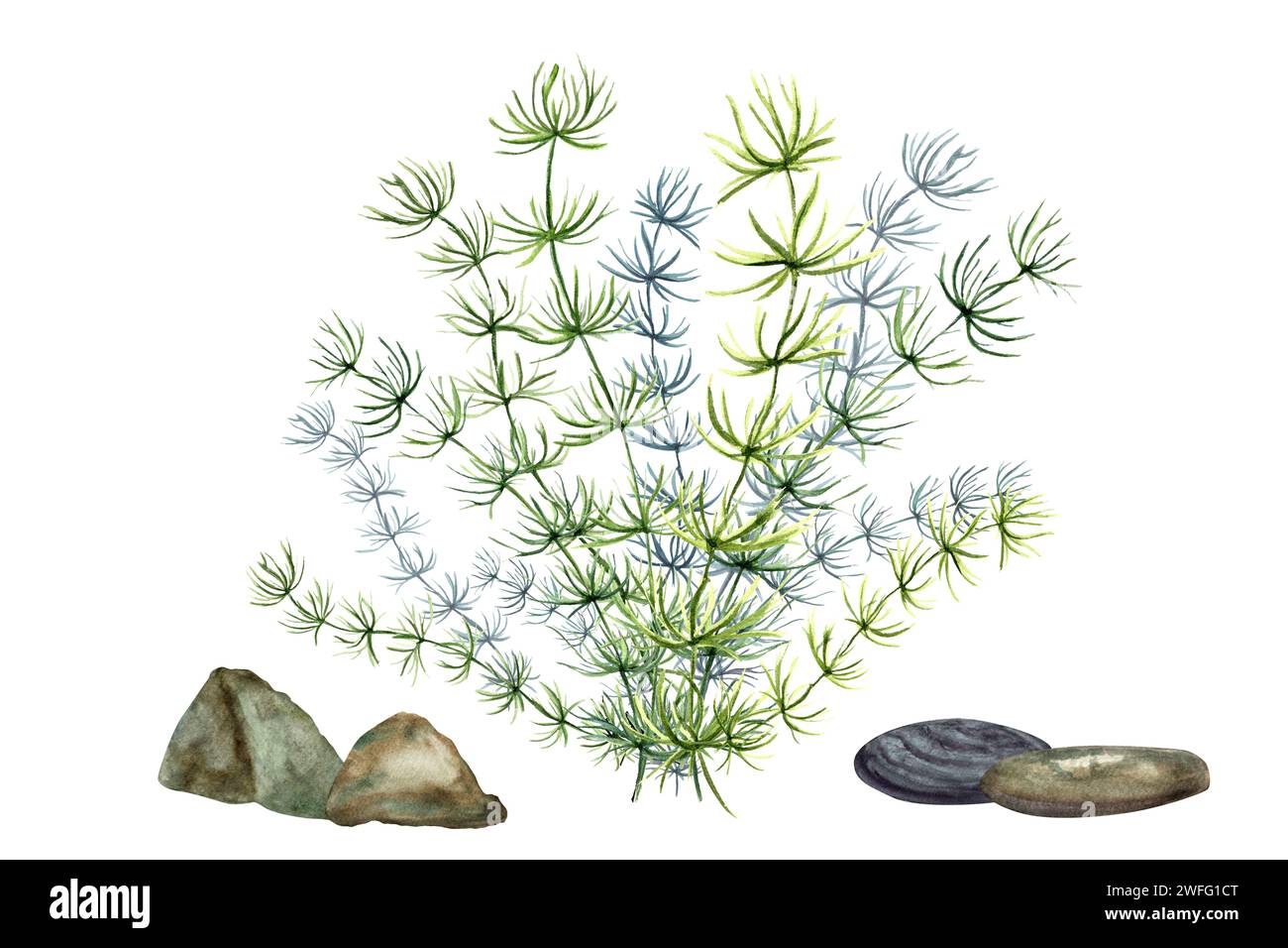 Plantes et galets sous-marins. Aquarium plante mince et pierres. Flore marine, plantes aquatiques. Phytoplancton, algues, laminaires, mousse de mer. Aquarelle Banque D'Images