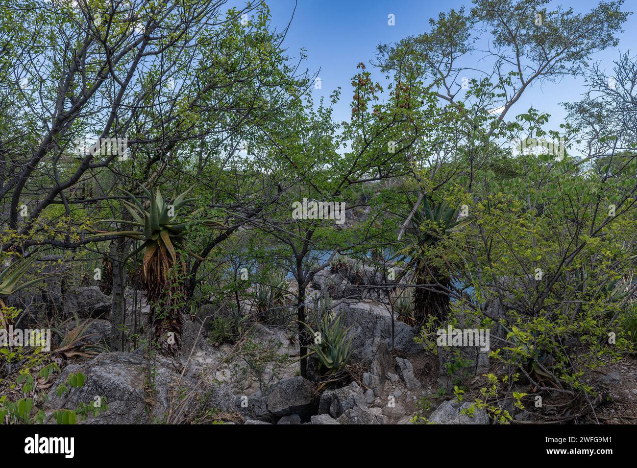 Lac Otjikoto près de Tsumeb, Namibie Banque D'Images