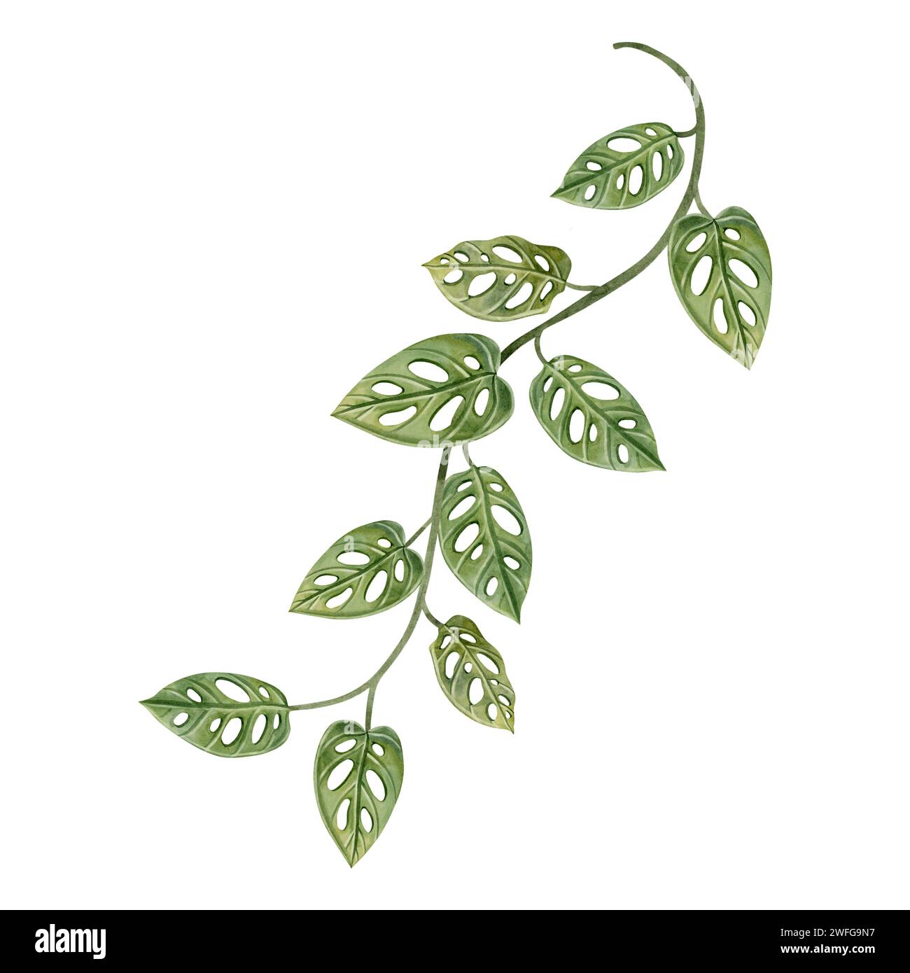 Illustration d'aquarelle de vigne Monstera obliqua. Masque de singe jungle plante de liana pour les dessins tropicaux de forêt tropicale Banque D'Images