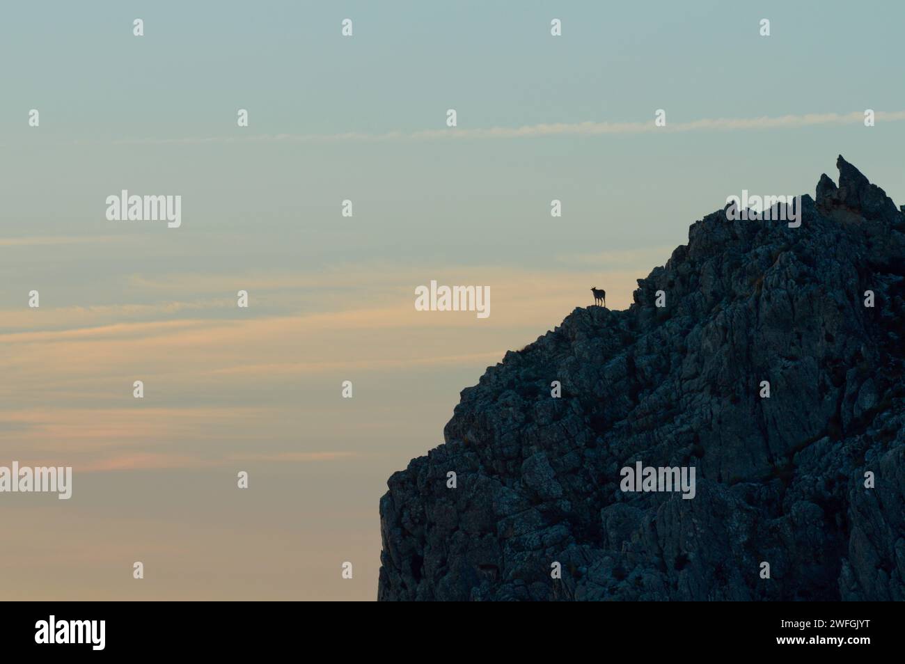 Une chèvre de montagne perchée sur un sommet rocheux au coucher du soleil, mettant en valeur son habitat naturel et les caractéristiques géologiques d’un écosystème de montagne. Banque D'Images