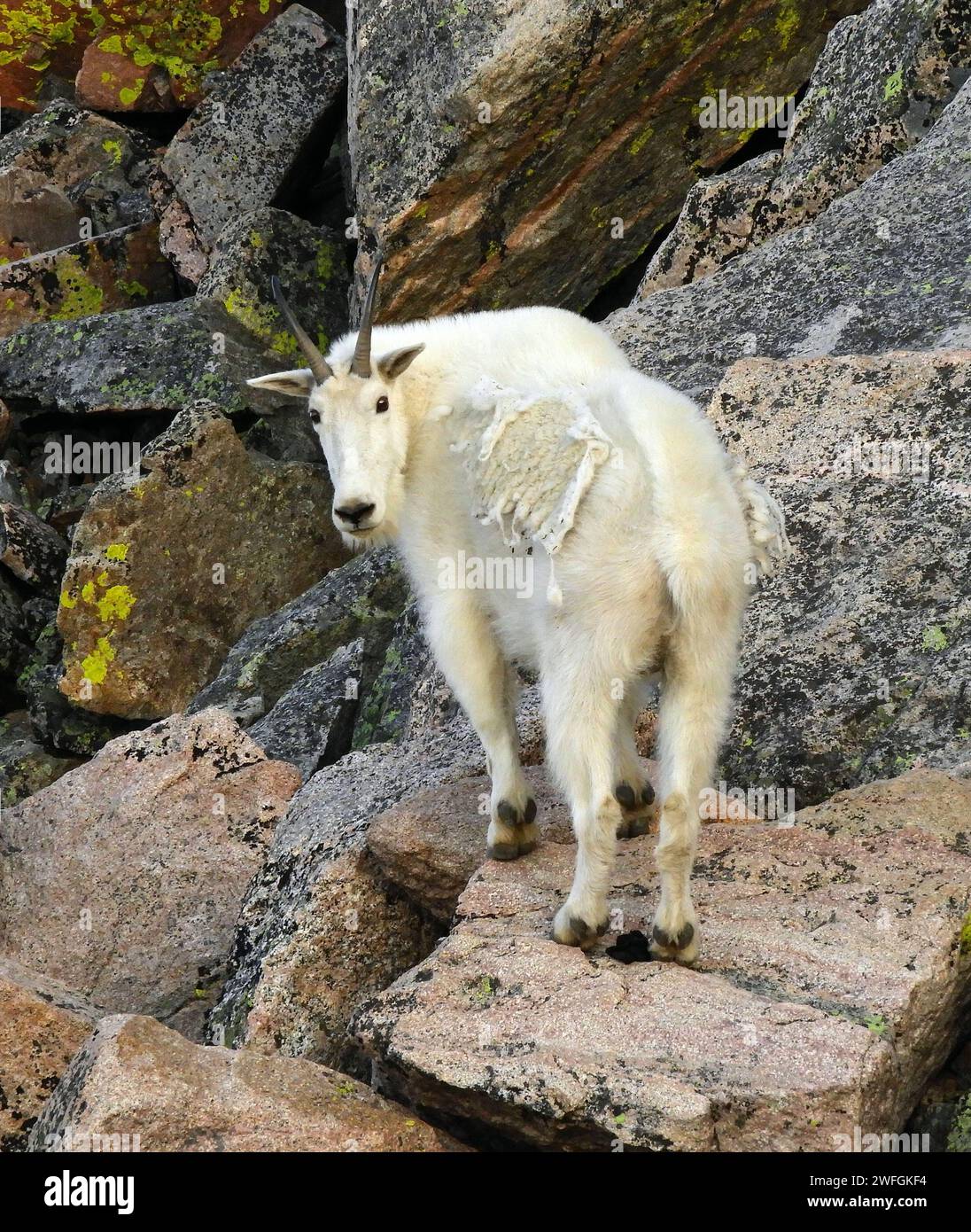 chèvre de montagne rocheuse debout sur des rochers de granit rose au sommet du mont evans, colorado Banque D'Images