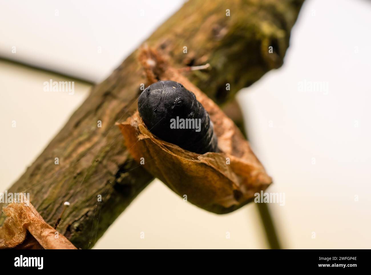 Gros plan d'un cocon papillon sur une branche. Banque D'Images