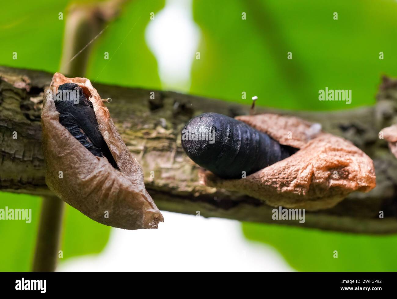 Gros plan d'un cocon papillon sur une branche. Banque D'Images