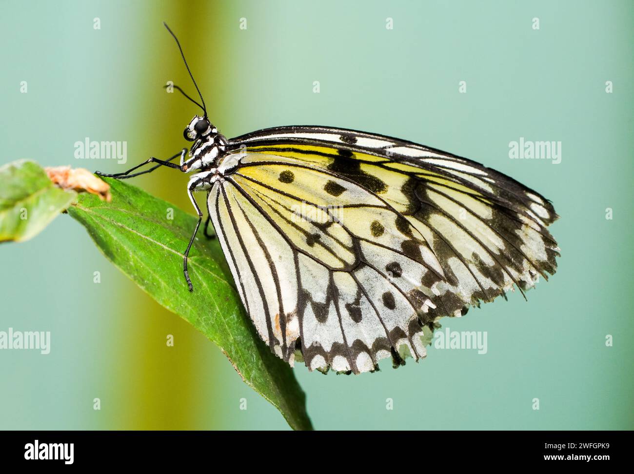 Grande nymphe d'arbre. Papillon dans l'habitat naturel. Gros plan insecte. Idée leuconoe. Papillon cerf-volant en papier, papillon en papier de riz. Banque D'Images