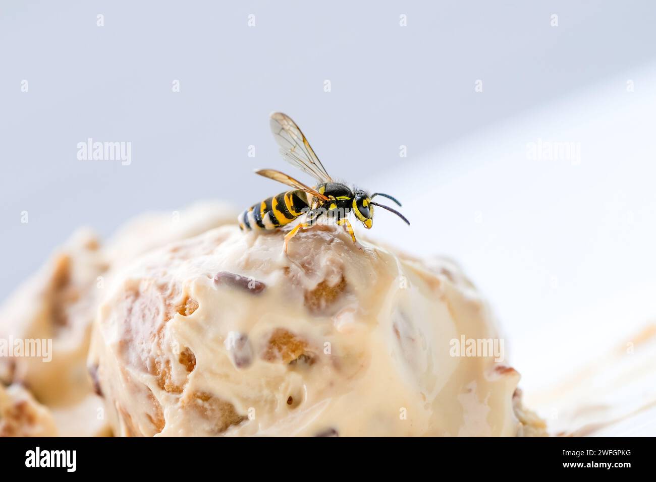 Une guêpe sur pâte crémeuse. Insecte sur la nourriture. Banque D'Images