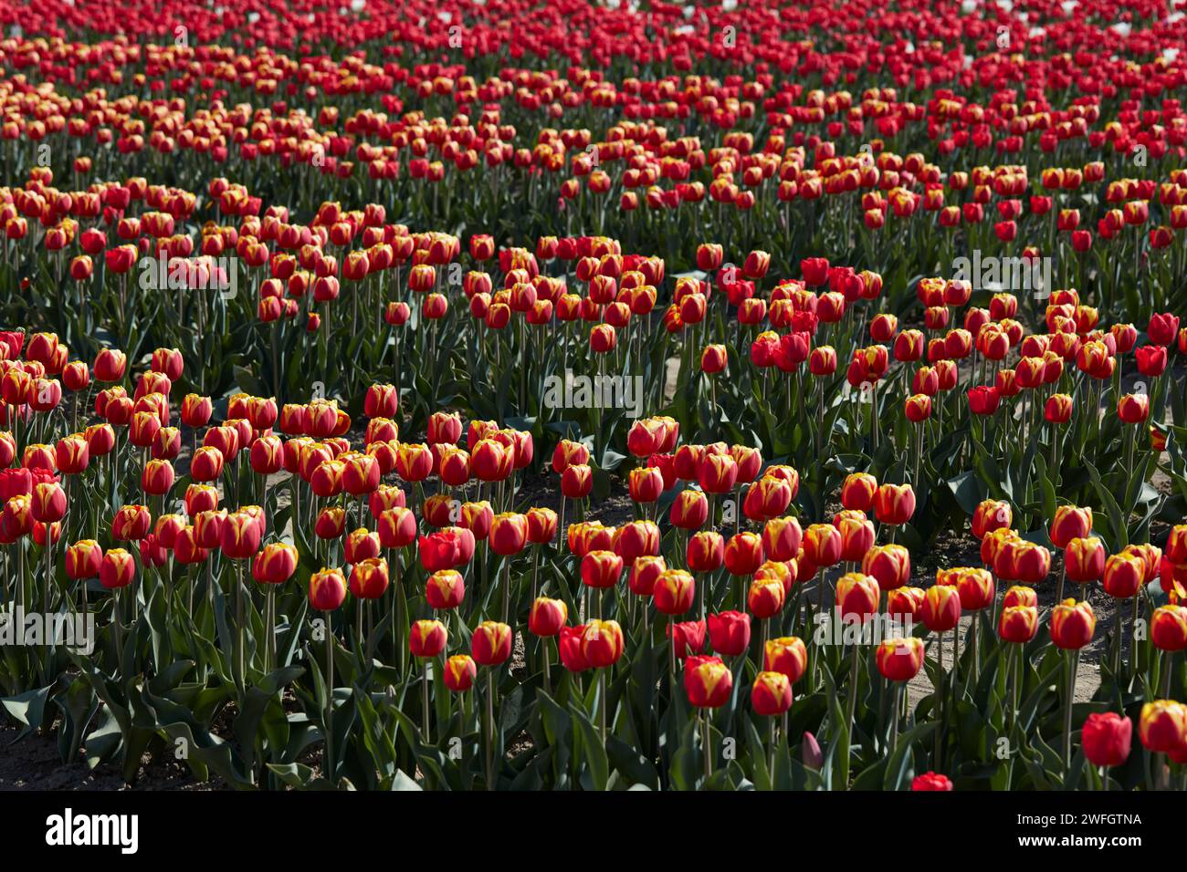 Champ de tulipes, fleurs rouges et jaunes à la lumière du soleil printanier Banque D'Images