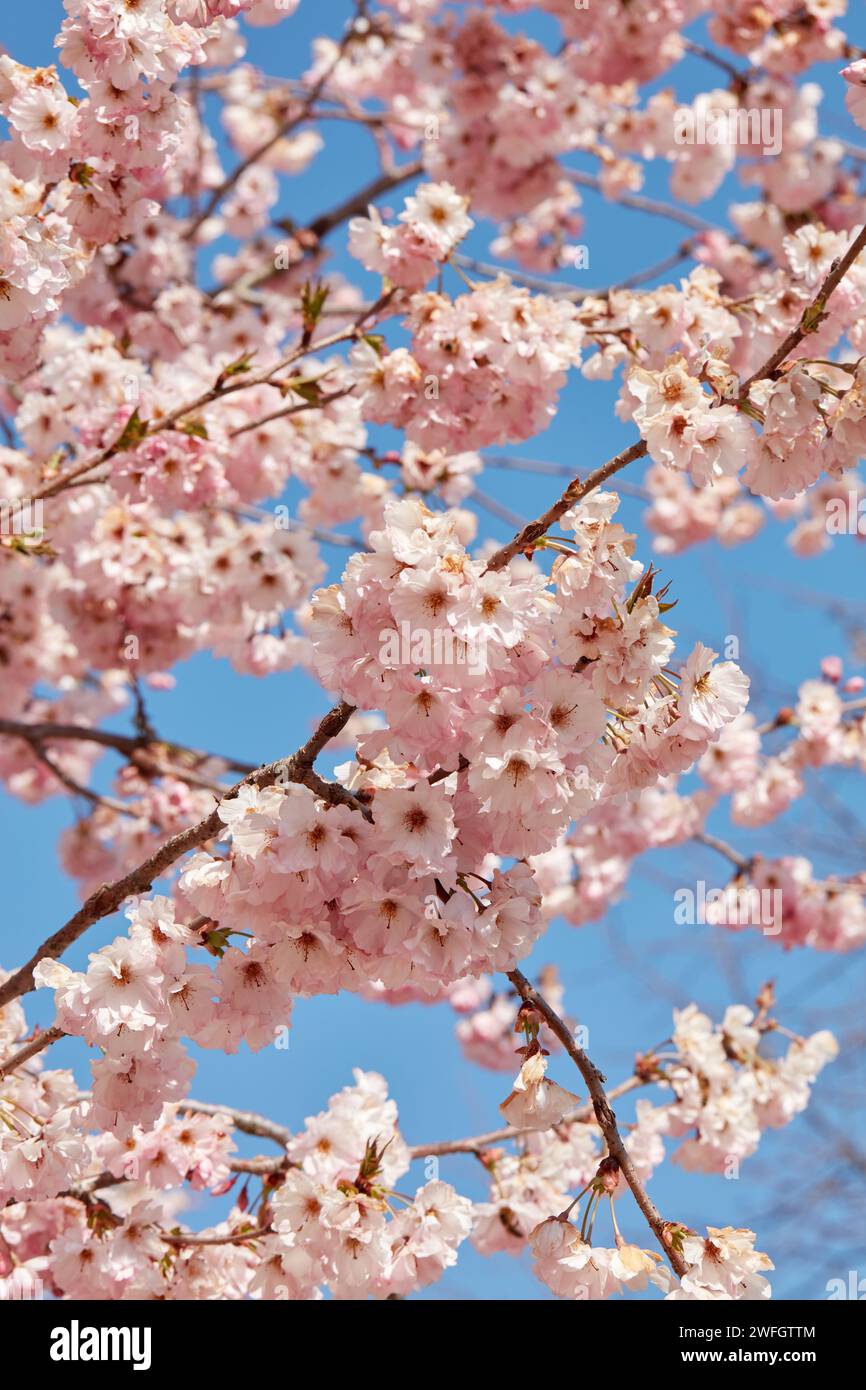 Fleur de cerisier, branches avec fond de texture de fleurs roses dans une journée ensoleillée de printemps, ciel bleu Banque D'Images