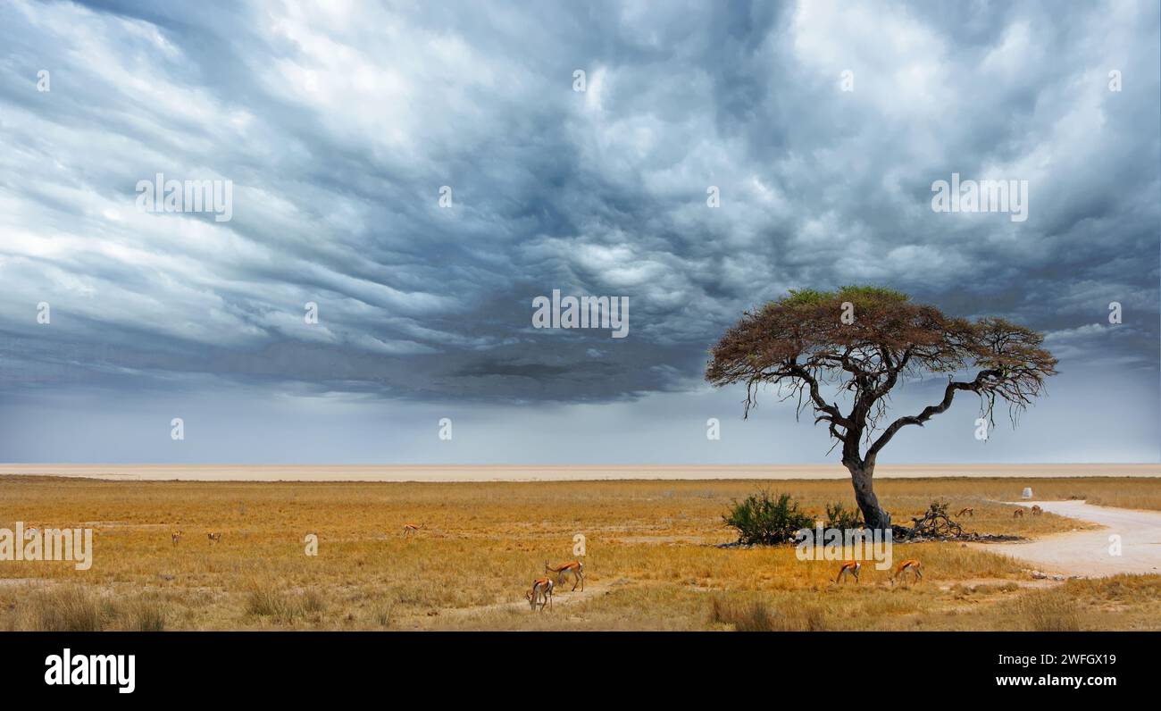 Acacia Tree avec Etosha Pan au loin avec quelques springbok se nourrissant sur les plaines africaines jaunes sèches Banque D'Images