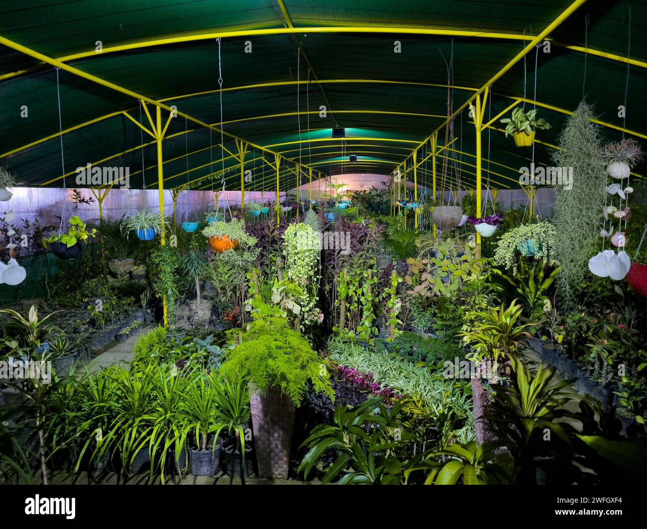 Vue panoramique 360 d'une serre de pépinière de plantes dans la nuit Banque D'Images