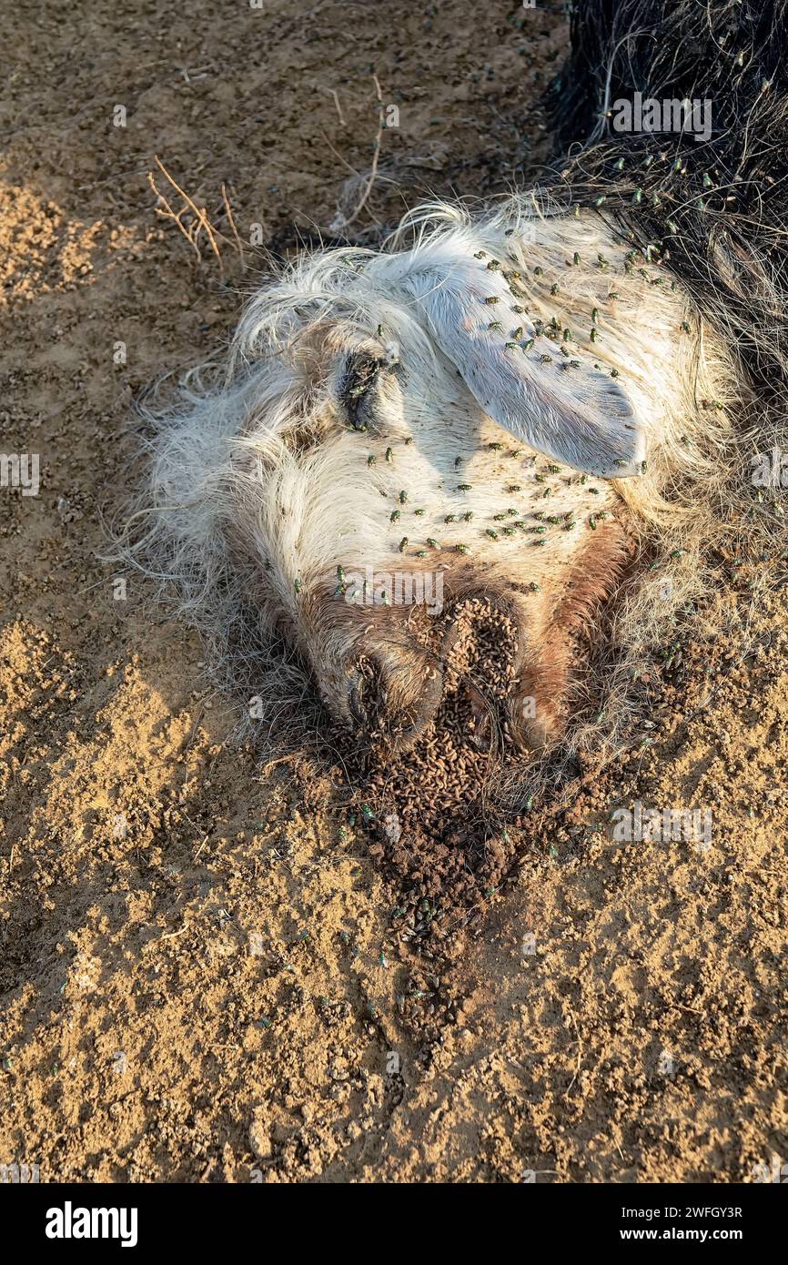 Les troupeaux de mouche ovine (Lucilia sericata) nourrissent et pondent des œufs sur la carcasse d’un mouton (distemper). Les larves de mouches mangent le cadavre pourri, les décomposeurs. Pi Banque D'Images