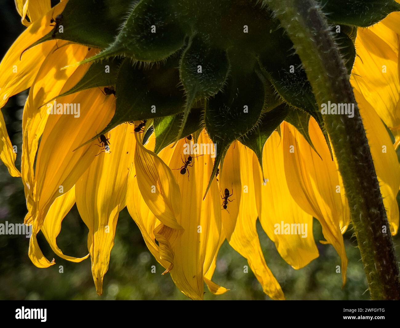 Fourmis sur un tournesol Banque D'Images