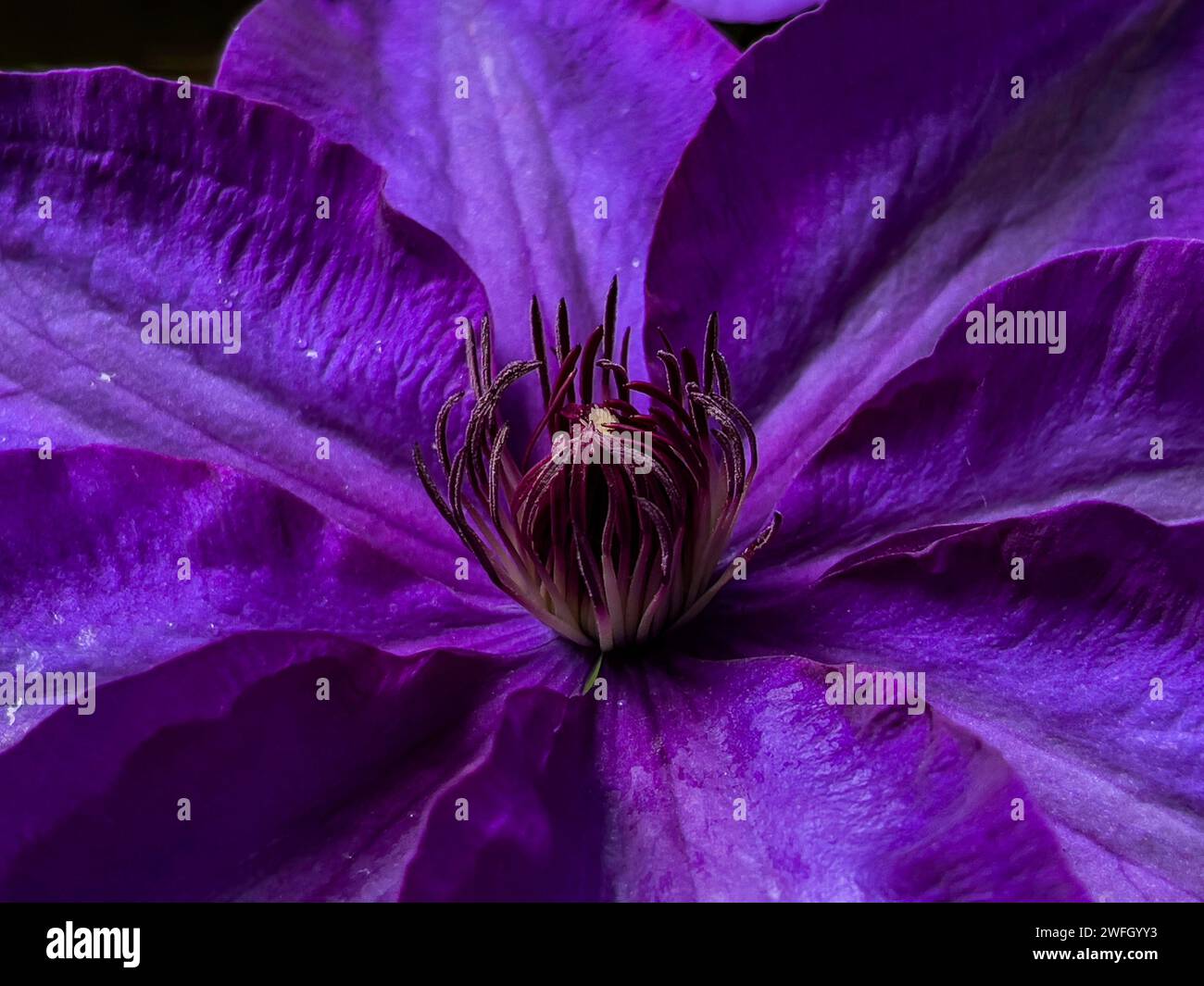 Clematis Jackmanii Banque D'Images